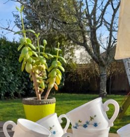 Ensemble de 4 tasses café et soucoupes, Veronica myosotis
