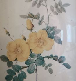 Ancien petit cadre illustration fleur