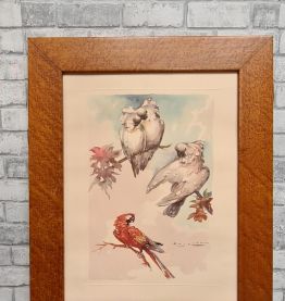 lithographie  d Aquarelle signé  avec perroquet dans un cadr