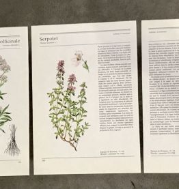 Illustrations botaniques années 80 Thym