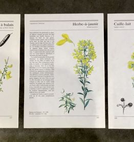 Illustration botaniques années 80 Genêt