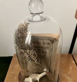 Cloche cabinet de curiosité