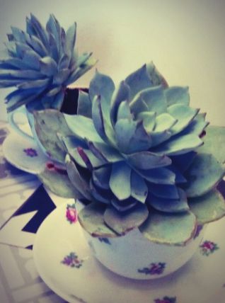 Plante grasse Echeveria dans sa petite tasse fleurie