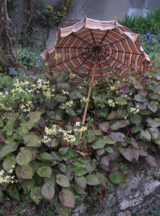 Ombrelle vintage manche bois