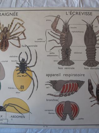 Affiche pédagogique scolaire Rossignol école