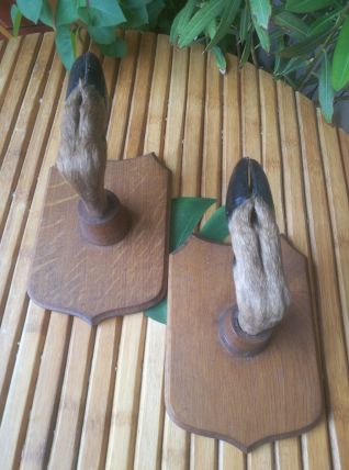 taxidermie-porte fusil patte de chevreuil-patère