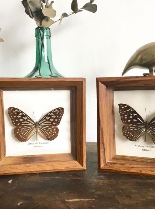 Duo de cadres papillons naturalisés