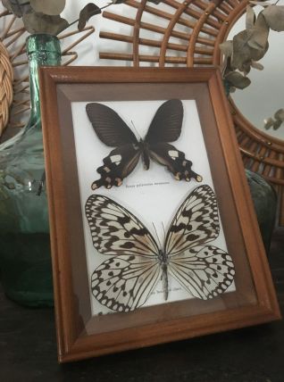 Cadre papillons naturalisés