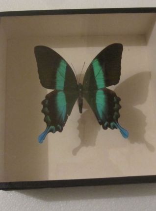 Papillon Blumei Iles Celebes encadré