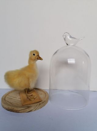 Canard taxidermie caneton cloche