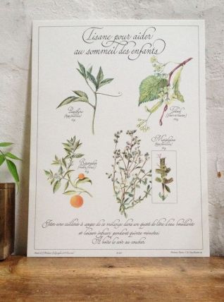 Planche botanique Tisane pour le sommeil des enfants