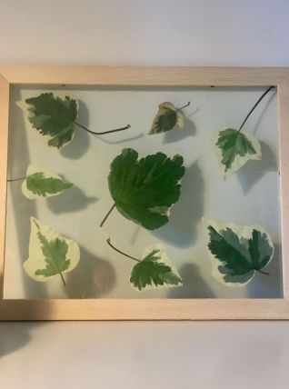 Herbier Green &amp; white 