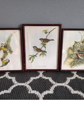 lithographies anciennes oiseaux signées Gould et Richter