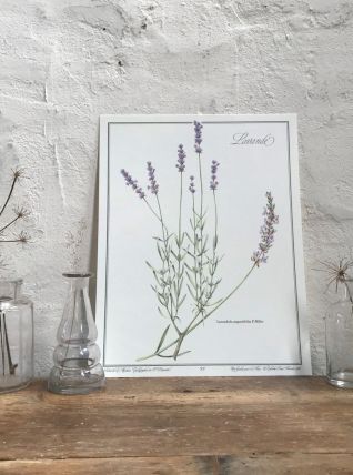 Planche botanique Lavande