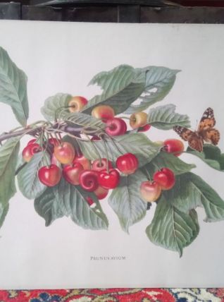 Belle impression Carlos von riefel pinx - "Prunus Avium"