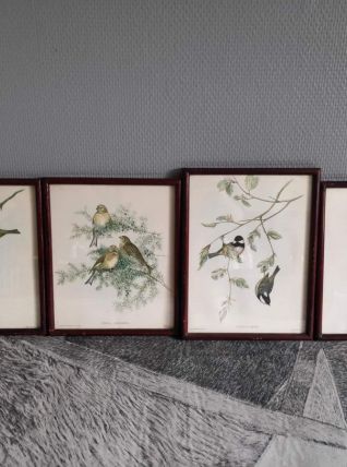 Lithographies d'oiseaux signées J. Gould 