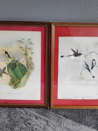 lithographies oiseaux de J. Gould  avec cadre