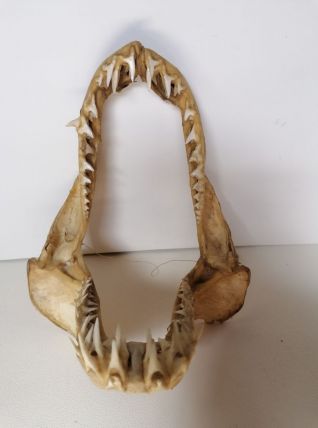 Mâchoire requin mako taxidermie curiosité 