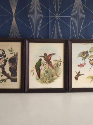 lithographies oiseaux Gould et Hart encadrement en bois