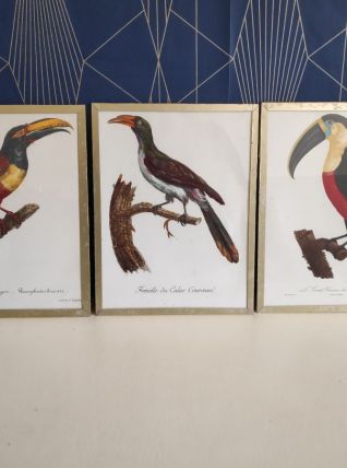 cadres lithographies oiseaux cadre doré