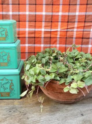 Joli trio de boites en tôle "Lipton's tea" (thé)