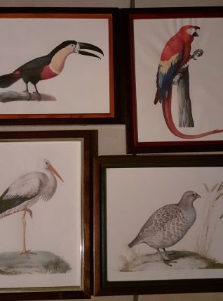lot 4  illustrations sous cadres  en couleurs "Les oiseaux".