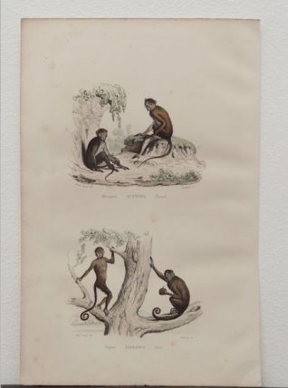 Lithographie gravure singes vintage - 1850