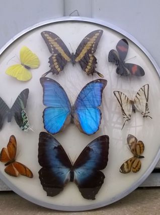 Cadre bombé papillon vintage