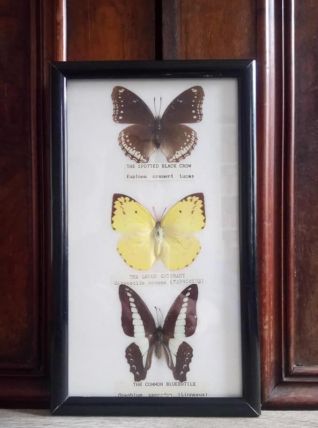 Cadre papillons naturalisés - Thailande