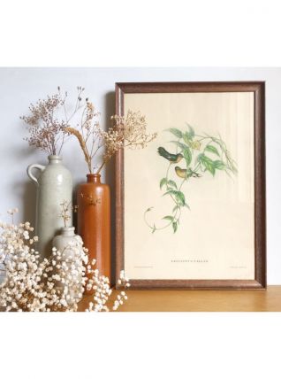 Cadre reproduction lithographie Gould et Richter
