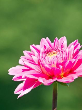 Photographie de fleurs dahlia rose fichier à télécharger.