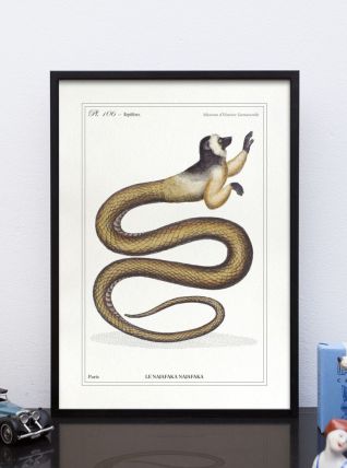 Chimère - gravure lithographie - le najafaka najafaka