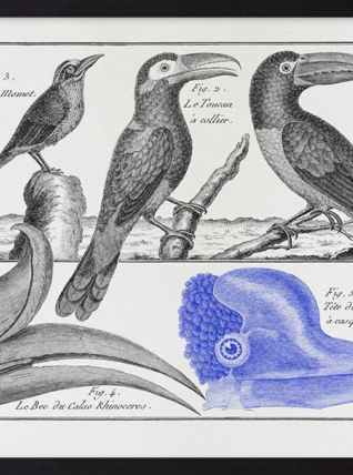  Lithographie gravure oiseaux vintage format A4