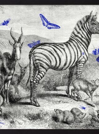  Gravure illustration zèbre - jardin d’acclimatation 1850