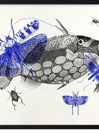 Gravure poisson insectes vintage