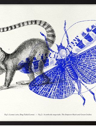 Gravure lithographie lémurien insectes animal