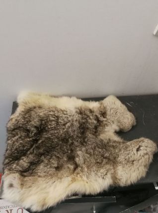 Petite peau d'animal 