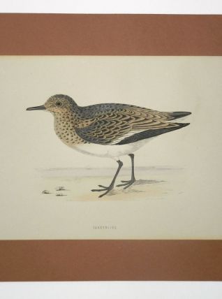 Lithogravure Oiseau - Morris