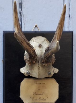 trophée massacre de chevreuil