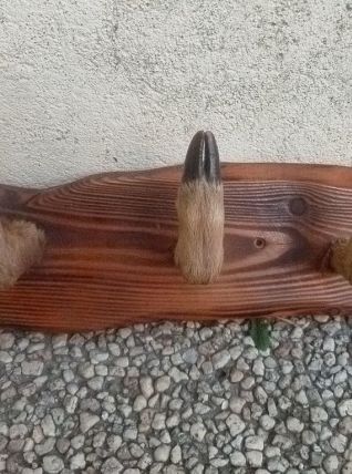 patère  bois, pied  de chevreuil