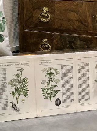 Illustrations botaniques années 80 Cigue