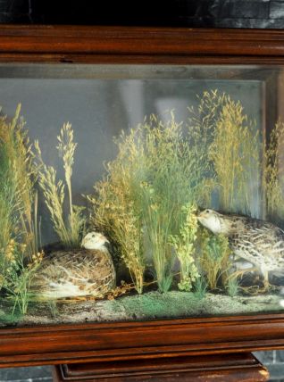 Diorama de deux cailles naturalisées dans un cadre ancien