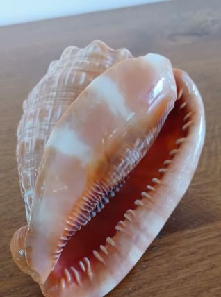 Coquillage tropical casque rouge - Cypraecassis rufa