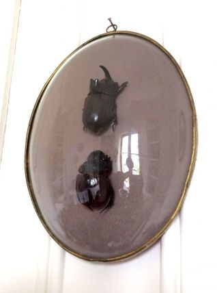 Cadre couple de scarabées naturalisés 