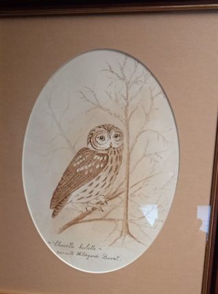 Chouette Hulotte / Tawny Owl