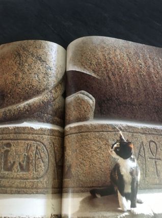 Chats autour du monde