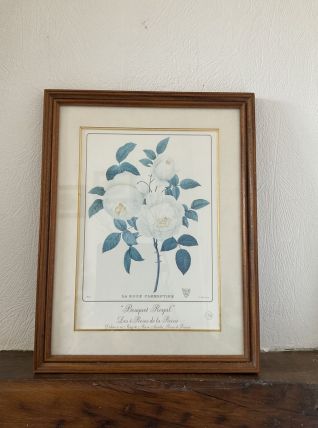 Reproduction botanique Redouté