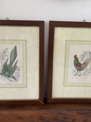 Set de  gravures oiseaux.