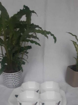 Set coupelles a dessert et plat de service arcopal anais