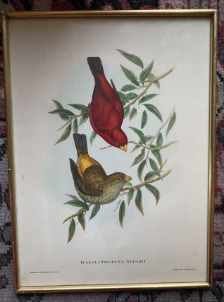 Cadre ornithologique de J&amp;E Gould.